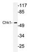 Serine/threonine-protein kinase Chk1 antibody, AP20357PU-N, Origene, Western Blot image 