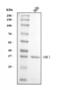 DNA Meiotic Recombinase 1 antibody, A02978-3, Boster Biological Technology, Western Blot image 