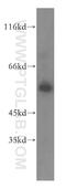 RAB11 Family Interacting Protein 2 antibody, 18136-1-AP, Proteintech Group, Western Blot image 