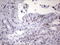 NAB2 antibody, LS-C790046, Lifespan Biosciences, Immunohistochemistry frozen image 