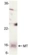 Metallothionein antibody, orb375043, Biorbyt, Western Blot image 