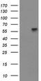 Amidophosphoribosyltransferase antibody, TA504496, Origene, Western Blot image 