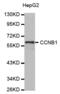 Cyclin B1 antibody, abx000700, Abbexa, Western Blot image 
