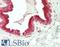 Bone Morphogenetic Protein 5 antibody, LS-B14920, Lifespan Biosciences, Immunohistochemistry paraffin image 