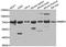 RBQ3 antibody, orb247713, Biorbyt, Western Blot image 