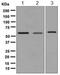 GATA Binding Protein 4 antibody, ab134057, Abcam, Western Blot image 