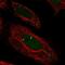 Myeloperoxidase antibody, HPA061464, Atlas Antibodies, Immunofluorescence image 