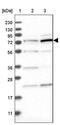 DNA topoisomerase I, mitochondrial antibody, PA5-54444, Invitrogen Antibodies, Western Blot image 
