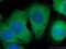 Alpha-1-B Glycoprotein antibody, 66260-1-Ig, Proteintech Group, Immunofluorescence image 