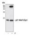p21 antibody, MA5-14949, Invitrogen Antibodies, Immunoprecipitation image 
