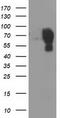Galectin 3 Binding Protein antibody, CF503500, Origene, Western Blot image 