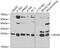 Apolipoprotein M antibody, GTX33015, GeneTex, Western Blot image 