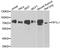 Pre-mRNA 3 -end-processing factor FIP1 antibody, A7138, ABclonal Technology, Western Blot image 
