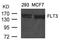 Fms Related Tyrosine Kinase 3 antibody, 79-572, ProSci, Western Blot image 