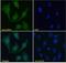 Protein Wnt-4 antibody, LS-C20229, Lifespan Biosciences, Immunofluorescence image 