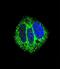 Retinoic Acid Receptor Alpha antibody, A00392, Boster Biological Technology, Immunofluorescence image 