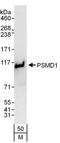 Proteasome 26S Subunit, Non-ATPase 1 antibody, A303-852A, Bethyl Labs, Western Blot image 