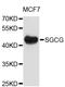 Gamma-sarcoglycan antibody, STJ25512, St John