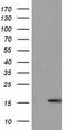 Ubiquitin Like 4A antibody, TA502427S, Origene, Western Blot image 