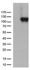 Complement component C6 antibody, CF812710, Origene, Western Blot image 