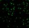 Mitogen-Activated Protein Kinase Kinase Kinase 5 antibody, 3677, ProSci, Immunofluorescence image 