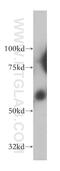 Signal Peptide Peptidase Like 2A antibody, 13255-1-AP, Proteintech Group, Western Blot image 