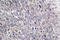 Chondroitin Polymerizing Factor antibody, LS-C177362, Lifespan Biosciences, Immunohistochemistry frozen image 