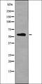Leucine Rich Repeat Containing G Protein-Coupled Receptor 5 antibody, orb335626, Biorbyt, Western Blot image 
