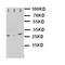 Kallikrein 1 antibody, orb76139, Biorbyt, Western Blot image 