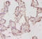 Tumor Protein, Translationally-Controlled 1 antibody, LS-C285634, Lifespan Biosciences, Immunohistochemistry paraffin image 
