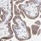 Motile Sperm Domain Containing 2 antibody, HPA003334, Atlas Antibodies, Immunohistochemistry frozen image 