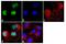 Nuclear Receptor Corepressor 2 antibody, MA1-842, Invitrogen Antibodies, Immunofluorescence image 