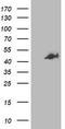 Osm antibody, CF503420, Origene, Western Blot image 
