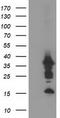 PDZ And LIM Domain 2 antibody, CF502711, Origene, Western Blot image 