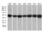 BCL2 Associated Athanogene 5 antibody, LS-C799085, Lifespan Biosciences, Western Blot image 