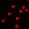 Phospholipid Scramblase 1 antibody, orb215504, Biorbyt, Immunofluorescence image 