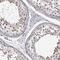 CWF19 Like Cell Cycle Control Factor 1 antibody, HPA036890, Atlas Antibodies, Immunohistochemistry frozen image 
