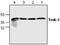 Potassium channel subfamily K member 2 antibody, GTX59905, GeneTex, Western Blot image 