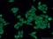 Small glutamine-rich tetratricopeptide repeat-containing protein alpha antibody, 60305-1-Ig, Proteintech Group, Immunofluorescence image 