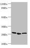 YEATS domain-containing protein 4 antibody, LS-C676721, Lifespan Biosciences, Western Blot image 