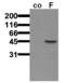 Vasodilator Stimulated Phosphoprotein antibody, ALX-804-240-C100, Enzo Life Sciences, Western Blot image 