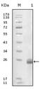 Fibulin 5 antibody, AM06223SU-N, Origene, Western Blot image 