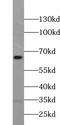 Ubiquitin Specific Peptidase 39 antibody, FNab09332, FineTest, Western Blot image 