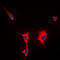 Heat shock protein HSP 90-alpha antibody, LS-C352335, Lifespan Biosciences, Immunofluorescence image 