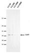 E2F Associated Phosphoprotein antibody, MA5-18062, Invitrogen Antibodies, Western Blot image 