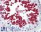 Y-Box Binding Protein 2 antibody, LS-B9384, Lifespan Biosciences, Immunohistochemistry frozen image 