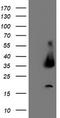 UNG1 antibody, TA503613, Origene, Western Blot image 