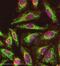 ATP Synthase F1 Subunit Beta antibody, ab5432, Abcam, Immunofluorescence image 