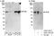 RELB Proto-Oncogene, NF-KB Subunit antibody, A302-183A, Bethyl Labs, Immunoprecipitation image 