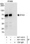 EYA Transcriptional Coactivator And Phosphatase 3 antibody, NBP1-46819, Novus Biologicals, Immunoprecipitation image 